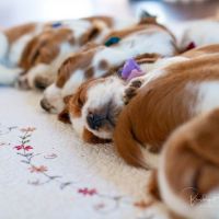 Bridget Havercroft Photography-Teddy
