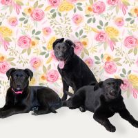 3 sisters